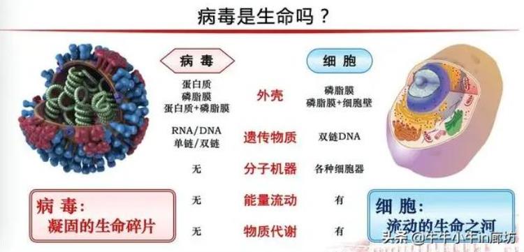 病毒到底是个什么东西他和人类进化有什么关系,科普病毒促进了人类进化