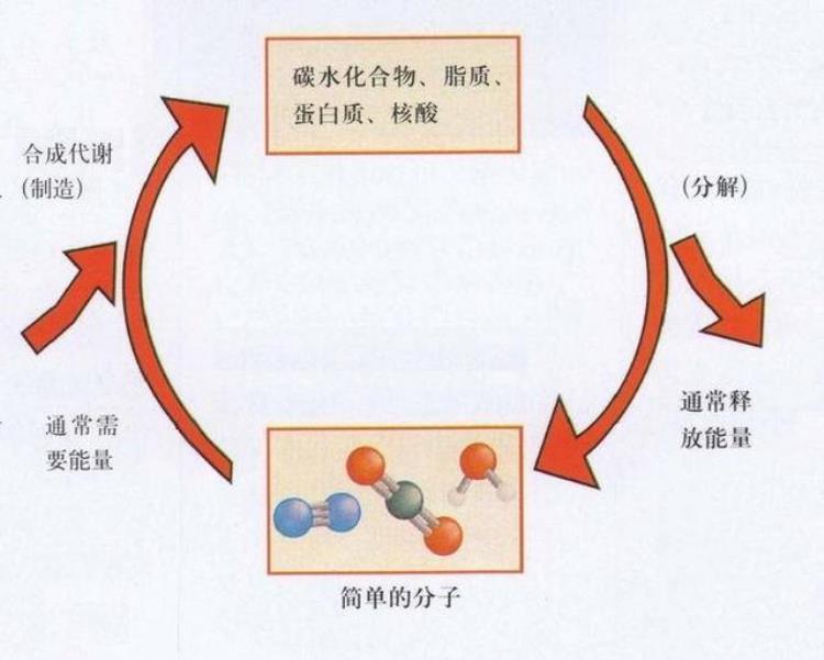 为什么有观点认为病毒不是生命,病毒属不属于生命系统