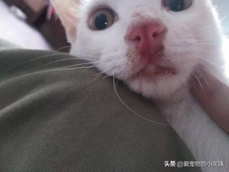 猫杯状病毒怎么治疗与预防,猫杯状最好的治疗方式