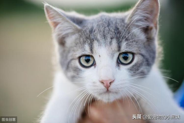 猫杯状病毒怎么治疗与预防,猫杯状最好的治疗方式