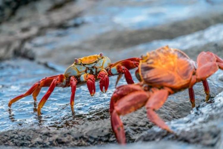 海洋生物竟然能为人类阻挡数百万的病毒,10种可怕的海洋寄生生物