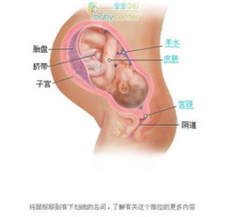 晶长图|看完这图我惊了人类胎盘原来和病毒有这种关系