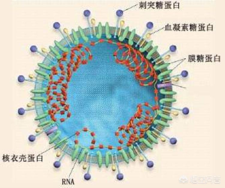 新冠肺炎十大症状是什么了解一下,新冠肺炎十大疑似症状