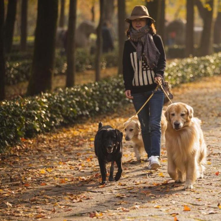 猫狗为什么不传播新冠病毒有两个原因呢,新冠病毒传染猫狗吗