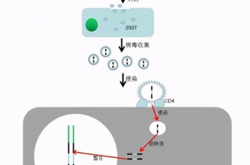 慢病毒和腺病毒表达系统有哪些,最近出现的病毒叫什么病毒