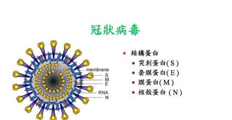 新冠病毒的传染性为什么这么强,新冠尸检病毒入侵大脑和全身器官