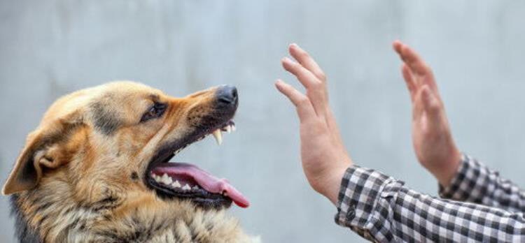 狗咬伤了用什么肥皂,肥皂对狂犬病毒有效吗