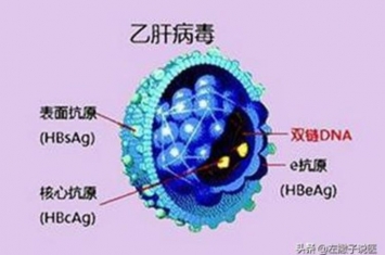 乙肝检查不出病毒是什么情况,为什么乙肝病毒不能治愈