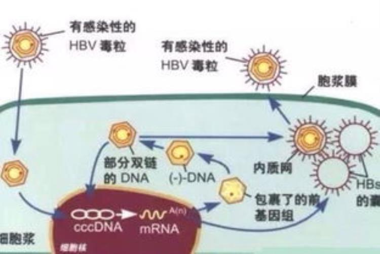 乙肝检查不出病毒是什么情况,为什么乙肝病毒不能治愈