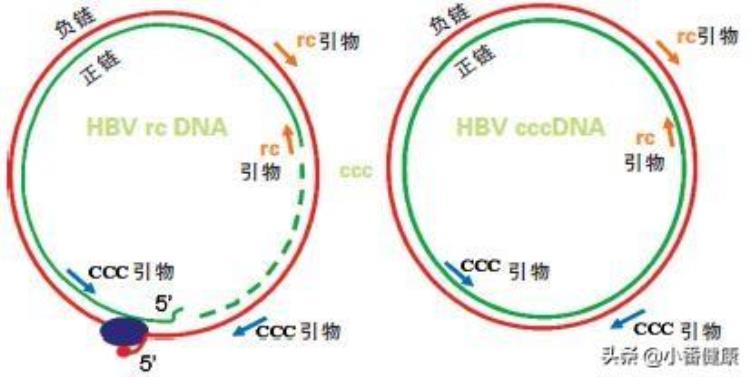 影响乙肝病毒复制的因素,怎么算乙肝病毒停止复制