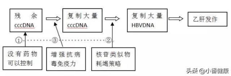 影响乙肝病毒复制的因素,怎么算乙肝病毒停止复制