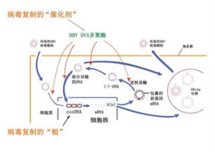 影响乙肝病毒复制的因素,怎么算乙肝病毒停止复制