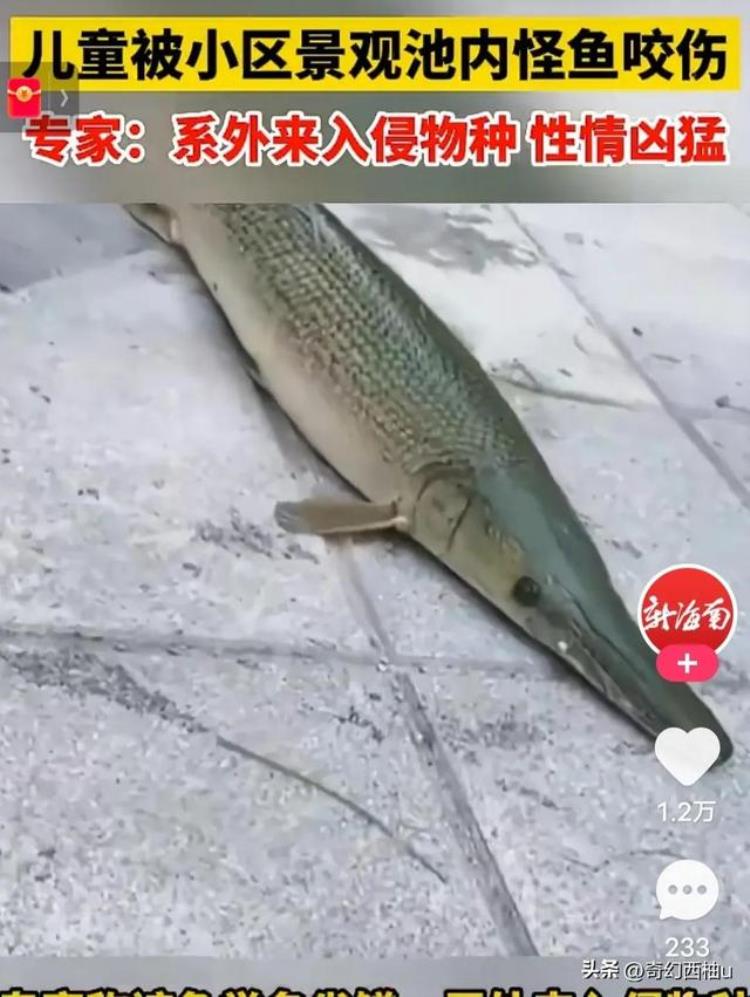 雀鳝哪里有毒,为什么要放生雀鳝