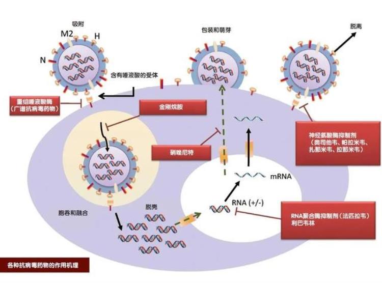 为什么抗病毒药这么少,抗病毒药是哪些药