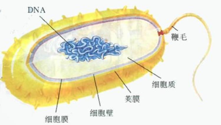 关于抗生素的科普小知识都说抗生素只能杀细菌不能杀病毒那为什么抗生素对病毒性感冒也有效