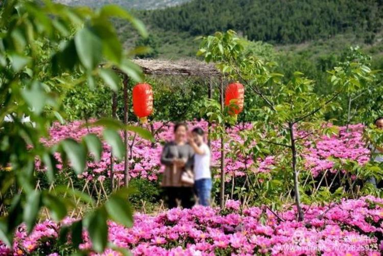 美呆了黎城百亩芍药花开了趁着花开正好约起来吧