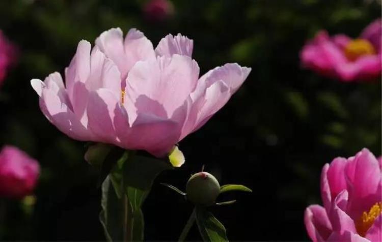 美呆了黎城百亩芍药花开了趁着花开正好约起来吧