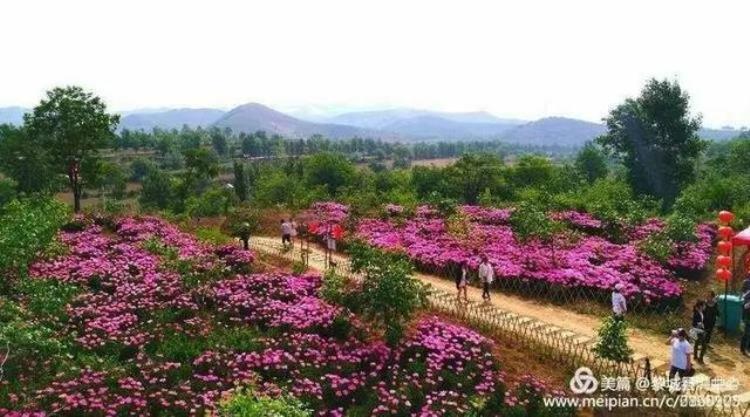 美呆了黎城百亩芍药花开了趁着花开正好约起来吧