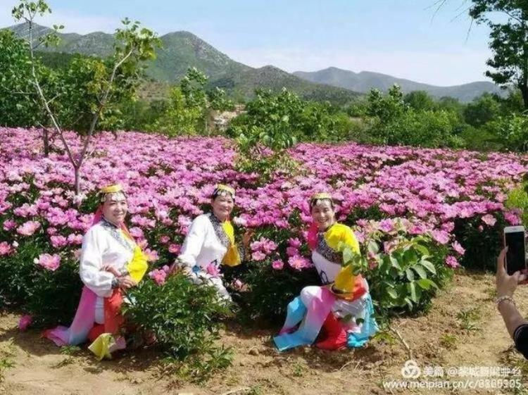 美呆了黎城百亩芍药花开了趁着花开正好约起来吧