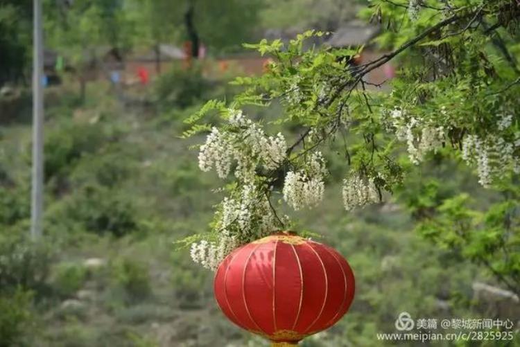 美呆了黎城百亩芍药花开了趁着花开正好约起来吧