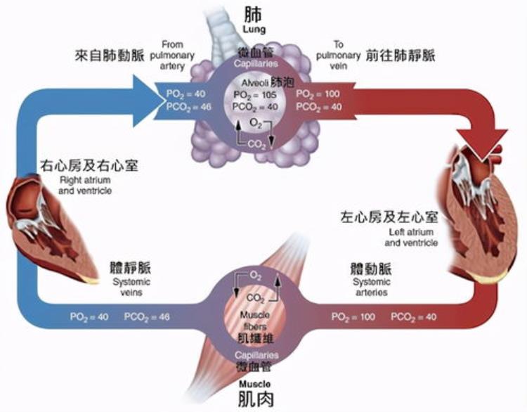 氧气发现之前人们靠什么呼吸,人为什么要呼吸氧气