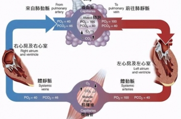 氧气发现之前人们靠什么呼吸,人为什么要呼吸氧气