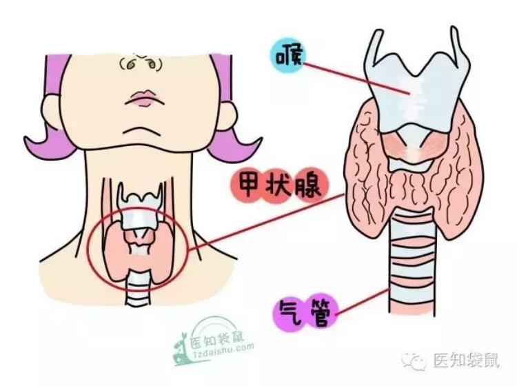 原来甲状腺对孕期影响这么大你们都检查了吗,吃了药去检查甲状腺有影响吗