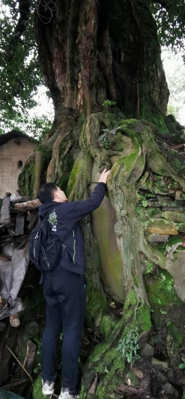 隆昌石燕桥镇尖子山「探究隆昌石燕桥翟家坳树包石怪事奇闻」