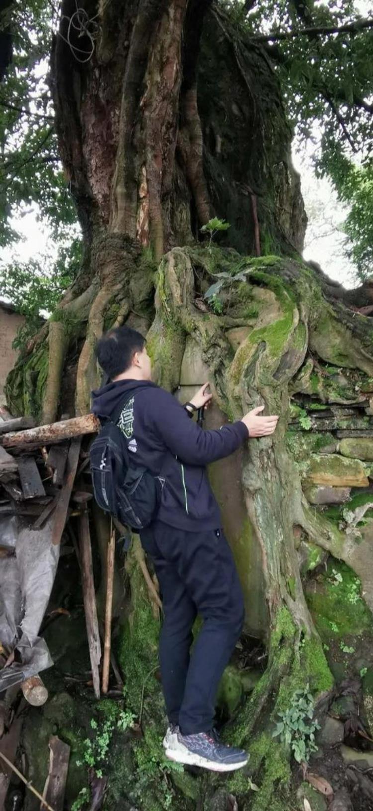 隆昌石燕桥镇尖子山「探究隆昌石燕桥翟家坳树包石怪事奇闻」