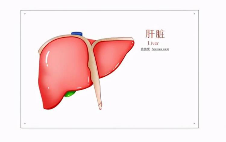 为什么使用降血脂药物前要检查肝功能呢,血脂血糖肝功能