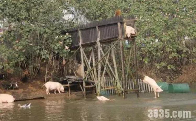 农民大爷每天逼猪高台跳水猪这个糟老头子坏得很