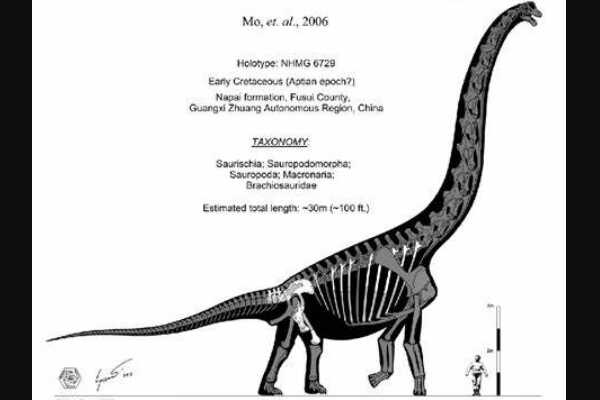 巨型蜥脚类恐龙:扶绥龙 光是髋骨长度就有145厘米