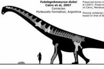 巨型泰坦巨龙:富塔隆柯龙 体长最多34米(脖子占一半)