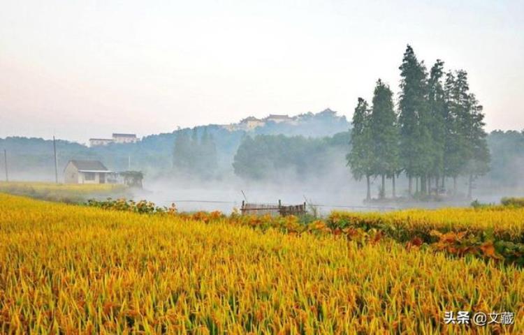 为什么说白露水毒死人,白露吉祥语