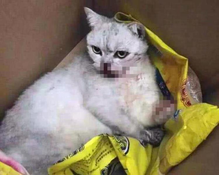 什么会导致猫突然死亡,猫便血后猝死