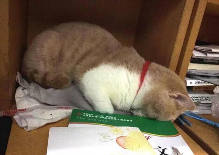 什么会导致猫突然死亡,猫便血后猝死