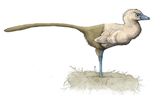 近鸟龙：一种小型四翼恐龙（长0.3米/出土于中国辽宁省）