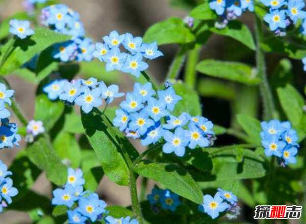 十二星座的守护花是什么?盘点十二星座守护花(附图)