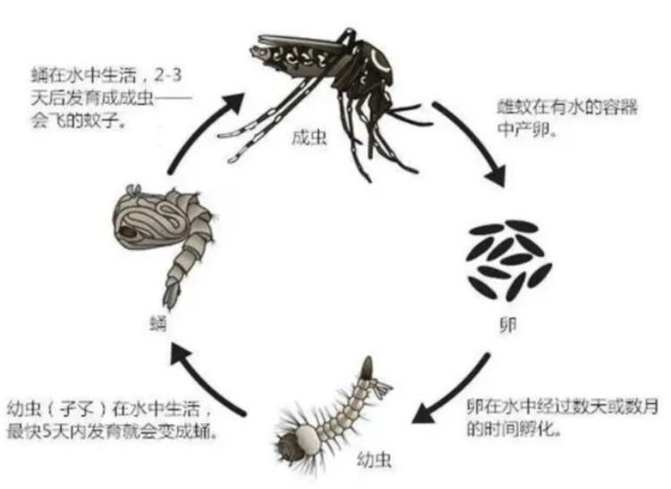 蚊子致死率第一,10种最危险的吸血动物前5