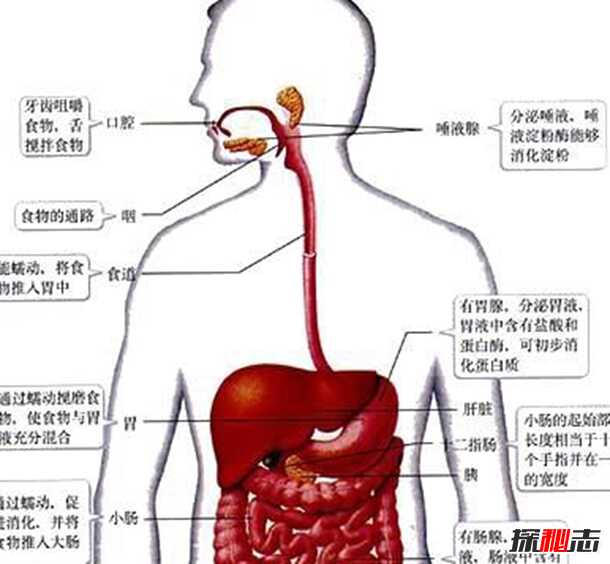 消化系统有什么功能?消化系统12大有趣的事实