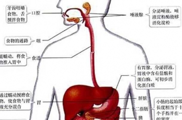 消化系统有什么功能?消化系统12大有趣的事实