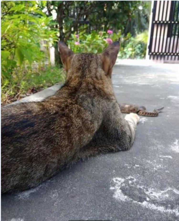 猫为何不怕毒蛇「令人闻风丧胆的蛇为什么猫却不怕猫为何能轻松拿捏蛇」