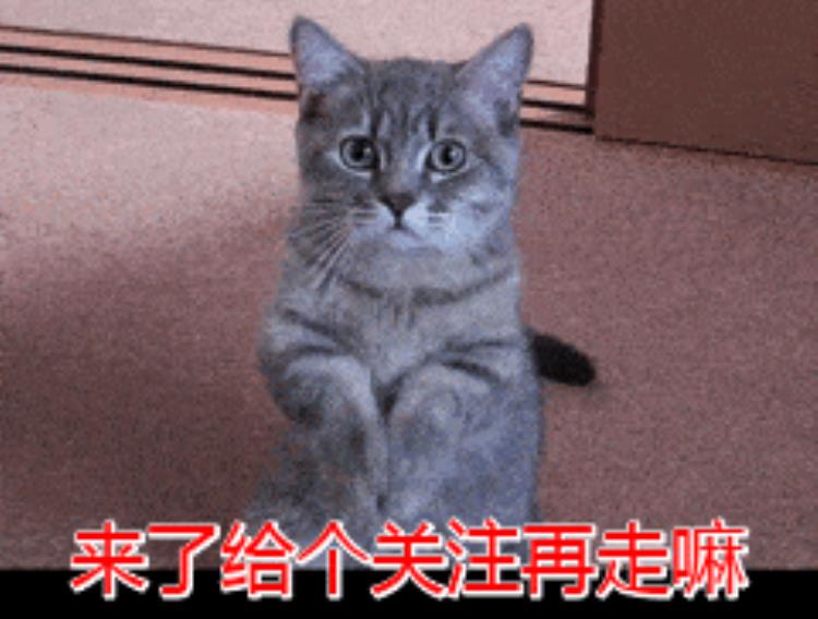 猫为何不怕毒蛇「令人闻风丧胆的蛇为什么猫却不怕猫为何能轻松拿捏蛇」