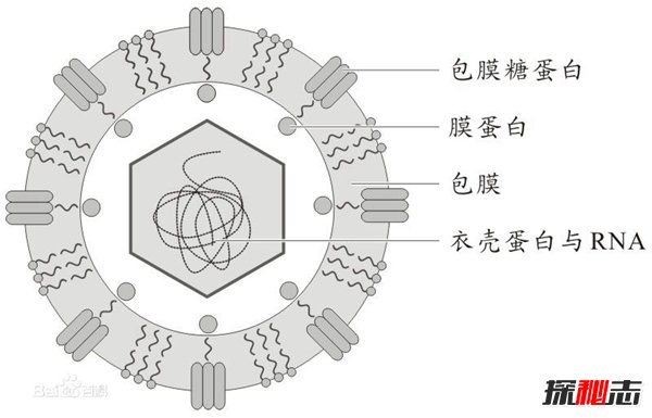 世界十大恐怖病毒 埃博拉可让活人融化惊悚至极