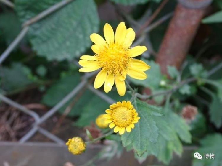 代表高洁的菊花怎么变成了祭奠之花,菊花为什么象征着高洁和长寿