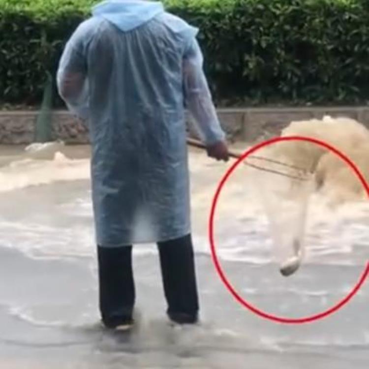 暴雨触电身亡,雷雨天游泳被雷击中