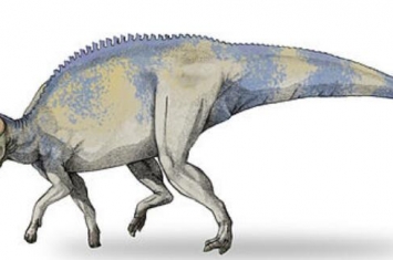 短冠龙：北美洲大型食草恐龙（长7米/距今7500万年前）