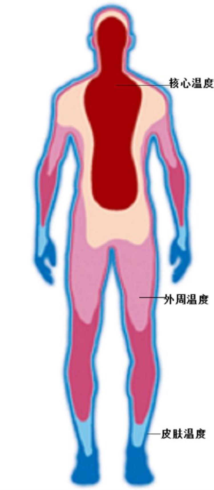 人死亡后身体摸起来为什么是冰冷的呢,人死后身上会不会冷