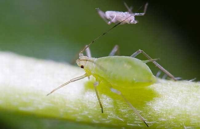 十大可以无性繁殖的动物 水母上榜第一让人惊讶