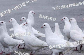 爽约是什么意思?说好的约会没有履行(和放鸽子同义)